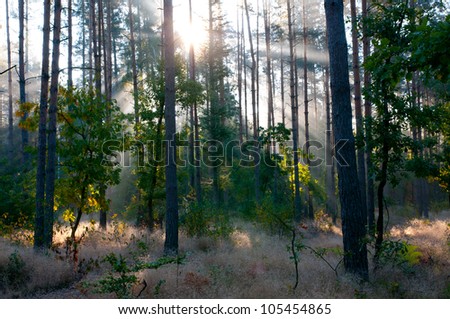 Forest dawn