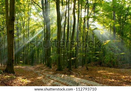 Morning sun beams in the autumn forest . Poland
