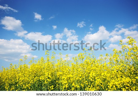 Blue sky and yellow flowers field. Summer landscape