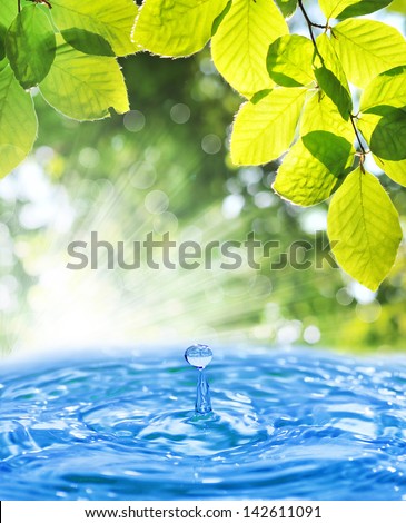 Water drop from green leaf on summer background
