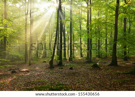 Beautiful autumn sun beams in beech forest