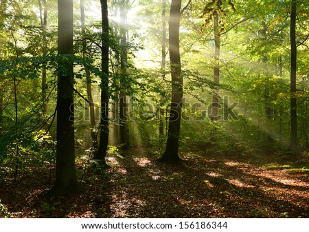 Autumnal dawn in old beech forest - Poland