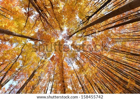 Colorful autumn tree canopies