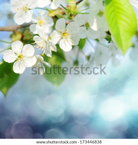 Beautiful Spring Flowers Over Blue Background