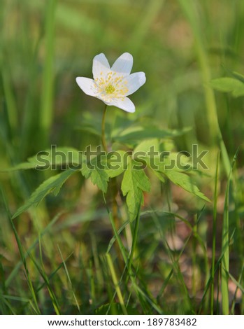 Spring flower wood anemone (anemone nemorosa)