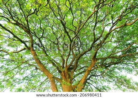 Huge tree canopy