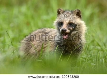 Raccoon dog standing in the grass