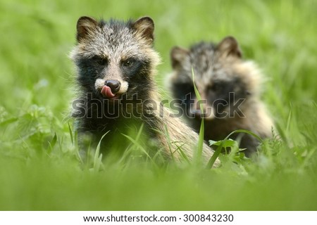 Raccoon dog standing in the grass