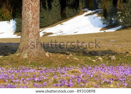 Spring in mountains. Tatry. Poland.