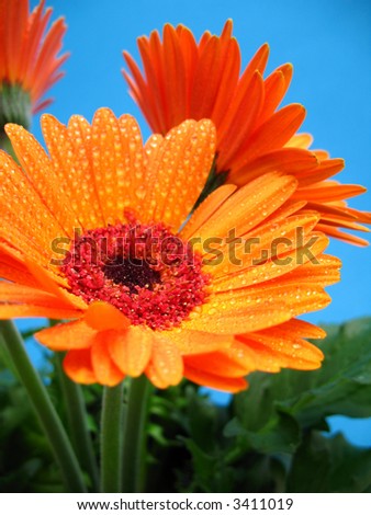 orange gerber flower with water drops on a blue background
