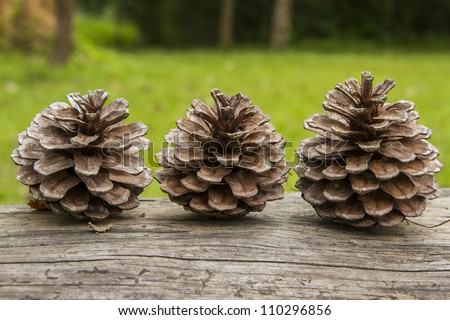 Pine nuts on a green background.