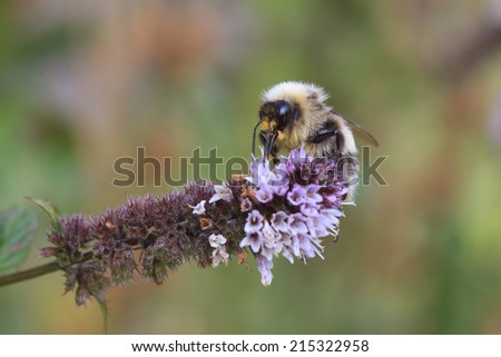 Bumble Bee on a mint flower
