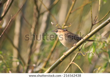 Sedge Warbler perching on a branch of a willow tree