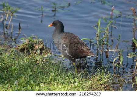 A Moorhen also known as a river chicken on the edge of a lake