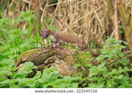 A stoat surveys the land on top of an old log