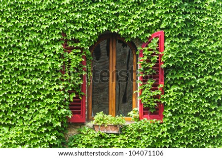 Window with creeper and red shutters in Certaldo (Florence, Tuscany, Italy)