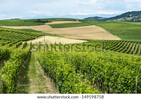 Country landscape of Monferrato (Asti, Piedmont, Italy) at summer, with vineyards