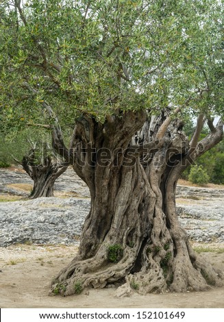 Pont du Gard (Gard, Languedoc-Roussillon, France), very old olive trees
