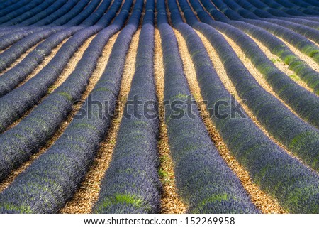Plateau de Valensole (Alpes-de-Haute-Provence, Provence-Alpes-Cote d'Azur, France), field of lavender