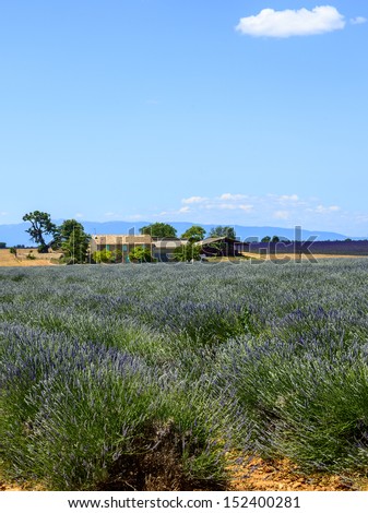 Plateau de Valensole (Alpes-de-Haute-Provence, Provence-Alpes-Cote d\'Azur, France(, country house and field of lavender