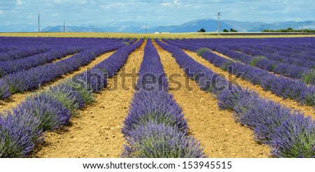 Plateau de Valensole (Alpes-de-Haute-Provence, Provence-Alpes-Cote d\'Azur, France(, fields of lavender
