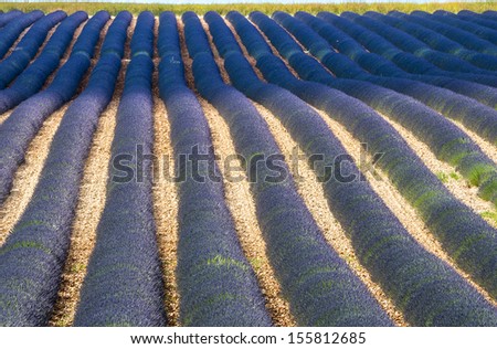 Plateau de Valensole (Alpes-de-Haute-Provence, Provence-Alpes-Cote d\'Azur, France), field of lavender