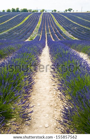 Plateau de Valensole (Alpes-de-Haute-Provence, Provence-Alpes-Cote d\'Azur, France), field of lavender