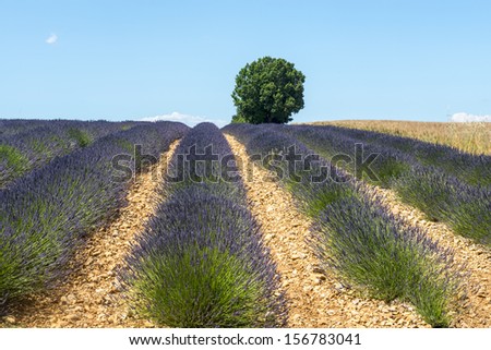 Plateau de Valensole (Alpes-de-Haute-Provence, Provence-Alpes-Cote d\'Azur, France(, field of lavender and lonely tree