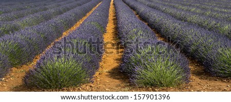 Plateau de Valensole (Alpes-de-Haute-Provence, Provence-Alpes-Cote d'Azur, France(, fields of lavender