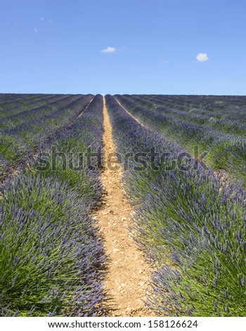 Plateau de Valensole (Alpes-de-Haute-Provence, Provence-Alpes-Cote d\'Azur, France(, field of lavender