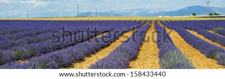 Plateau de Valensole (Alpes-de-Haute-Provence, Provence-Alpes-Cote d\'Azur, France(, fields of lavender
