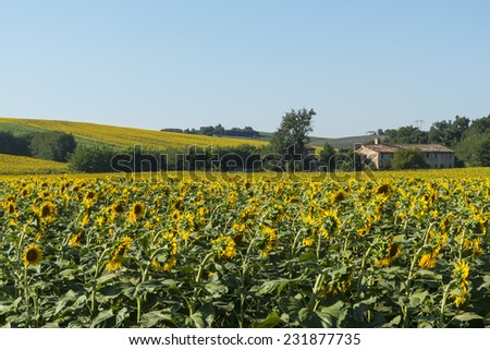 Landscape near Macerata (Marches, Italy) at summer: old house and sunflowers