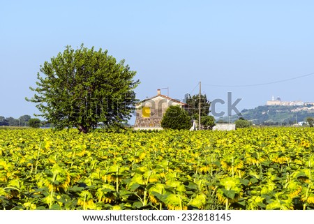 Country landscape near Recanati (Macerata, Marches, Italy) at summer with sunflowers