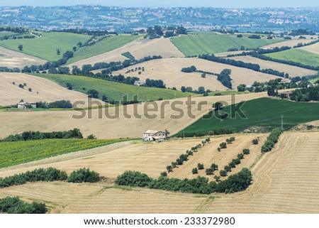 Country landscape between Osimo and Jesi (Ancona, Marches, italy) at summer