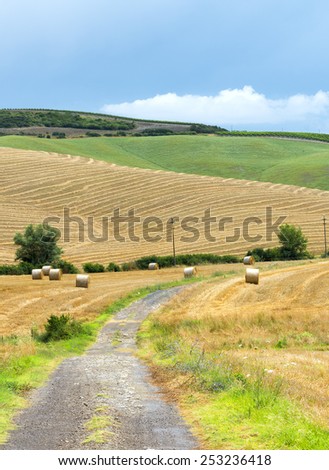 Montalcino (Siena, Tuscany, Italy): country landscape at summer