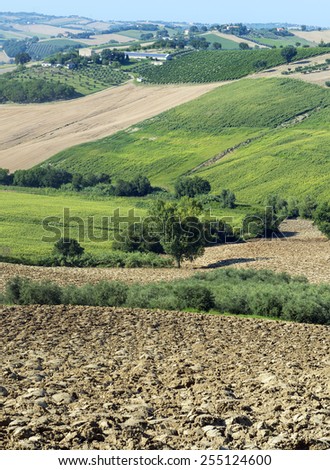 Country landscape between Jesi and Ostra (Ancona, Marches, Italy) at summer