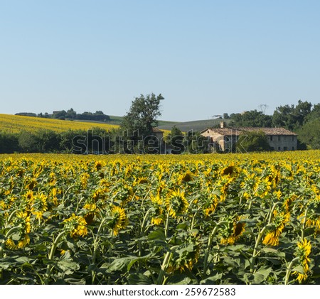 Landscape near Macerata (Marches, Italy) at summer: old house and sunflowers