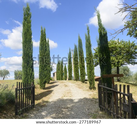 Country landscape in Maremma (Tuscany, Italy) at summer