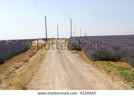 Plateau de Valensole, or Plateau des Lavandes (Provence - Alpes - Cote d'Azur, France) - Fields of lavender