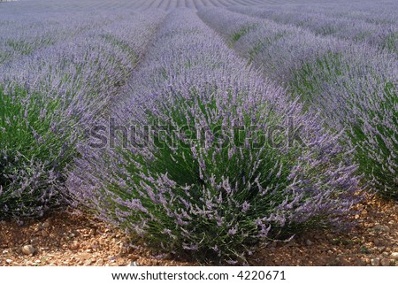 Plateau de Valensole, or Plateau des Lavandes (Provence - Alpes - Cote d\'Azur, France) - Fields of lavender