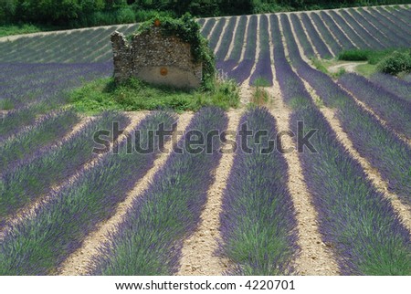 Plateau de Valensole, or Plateau des Lavandes (Provence - Alpes - Cote d\'Azur, France) - Fields of lavender