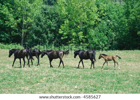 Pirineos, Catalunya, Spain. Breeding of Arab horses