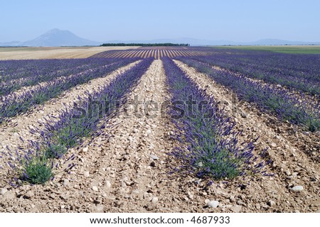 Valensole (Provence, France) - Plateau des Lavandes: fields