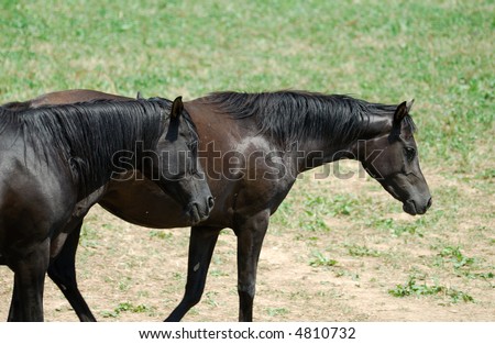 Pirineos, Catalunya, Spain. Breeding of Arab horses.
