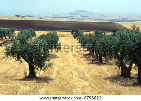 Landscape near Altamura (Puglia, Italy) - Olive trees at summer