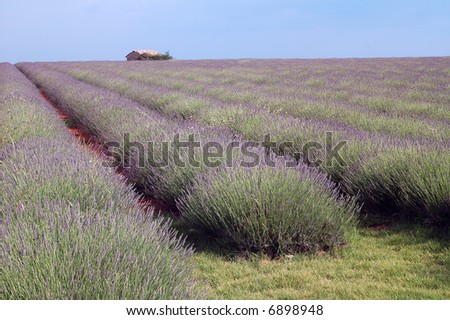 Valensole (Provence, France) - Plateau des Lavandes: fields of lavender