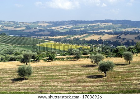 Marche (Ancona, Italy) - Landscape at summer with vineyards, sunflowers and olive trees