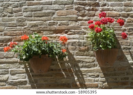 Monterubbiano (Ascoli Piceno, Marche, Italy) - Potted plants in flower hanged on a bricked wall