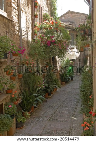 Spello (Perugia, Umbria, Italy) - Typical alley with potted plants and flowers