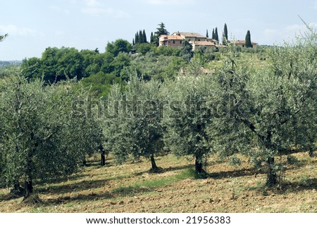 House and olive trees on the hills near San Gimignano (Siena, Tuscany, Italy) at summer